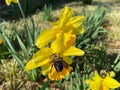 Bees Pollinating Daffodils in March