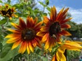 Bees and Red and Yellow Sunflowers