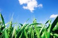 Photo from below green wheat ears against the blue sky with a bright summer sun. Photo close-up from bottom. Royalty Free Stock Photo