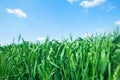 Photo from below green wheat ears against the blue sky with a bright summer sun. Photo close-up from bottom. Royalty Free Stock Photo