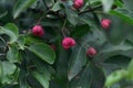 Photo of berry on a Ashwagandha plant