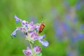 photo of a berry bug on a flower Royalty Free Stock Photo