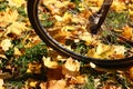 Bicycle wheel in the autumn leaves