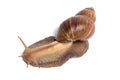 Photo of big brown snail Royalty Free Stock Photo