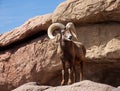 Big Horn Sheep from Tuscon, Arizona