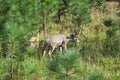 Big Mule Deer in Yosemite National Park Royalty Free Stock Photo