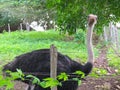 Big ostrich in Farm