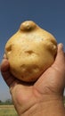 Photo of big potato in hand India Royalty Free Stock Photo