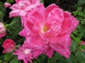 Big Wet Pink Rose Royalty Free Stock Photo