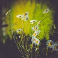 Photo of big white daisies in the garden Royalty Free Stock Photo