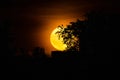 Photo of a big yellow full supermoon