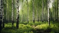 Photorealistic Rendering Of Birch Trees In Russian Forest