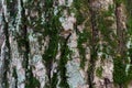 photo a birch trunk covered with green moss. Royalty Free Stock Photo