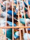 photo of a bird in a cage, a type of lovebird.