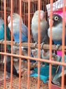 photo of a bird in a cage, a type of lovebird.