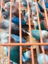 photo of a bird in a cage, a type of lovebird.