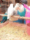 photo of a bird in a cage, a type of lovebird.