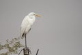 Great egret / Ardea alba. Birds wintering in the Middle East Royalty Free Stock Photo