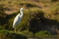 Great egret / Ardea alba. Birds wintering in the Middle East Royalty Free Stock Photo