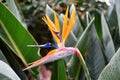 Photo of a bird of paradise flower