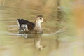 Juvenile Moorhen