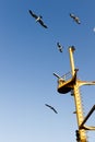 Birds fly around the ship mast. Lighthouse, schooner, construction work, seagull. White feathers, claws, tail, beak