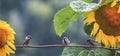 Photo with birds sparrows sitting on a branch in the garden among sunflower flowers in the warm summer rain