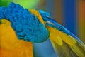 A macaw cleaning itself