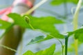 Male flower of bitter gourd Momordica charantia Linn. Royalty Free Stock Photo