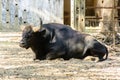 Photo of black bull with horn