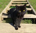 Photo of a black cat coming down the wooden stairs in the yard. Royalty Free Stock Photo