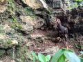 a photo of a black chicken posing on the rocks like a model