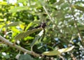 Photo of black color insect eating leaves, Black caterpillar eating leaf, Looking up view of black worm eating Royalty Free Stock Photo