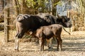 Photo of black cow and young bull