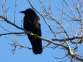 Black Crow Perched High in the Tree