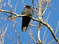 Black Crow Perched High in the Tree on a Branch