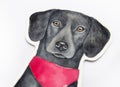 Photo of black flat-coated Retriever Dog portrait drawing on white background. Royalty Free Stock Photo