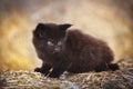 Black fluffy kitten outdoor in summer Royalty Free Stock Photo