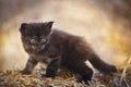 Black fluffy kitten outdoor in summer Royalty Free Stock Photo