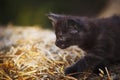 Black fluffy kitten outdoor in summer Royalty Free Stock Photo