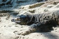 This is a photo of a black monitor lizard with the Latin name varanus beccari at the zoo Royalty Free Stock Photo