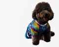 The black poodle wearing Korean style dress for dog.