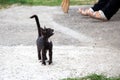 Photo black stray meowing kitten