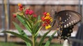 Photo of a black swallowtail butterfly in Butterfly weed plant Royalty Free Stock Photo