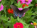 Black Swallowtail Butterfly and Pretty Zinnia Flowers in the Garden Royalty Free Stock Photo