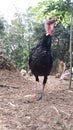 photo of black turkey in the garden