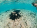 Photo of black urchins living on sandy bottom of Red sea