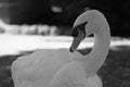 photo of a black and white portrait of a swan