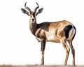 photo of blackbuck isolated on white background. Generative AI Royalty Free Stock Photo
