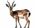 photo of blackbuck isolated on white background. Generative AI Royalty Free Stock Photo